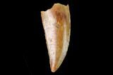 Serrated, Raptor Tooth - Real Dinosaur Tooth #137205-1